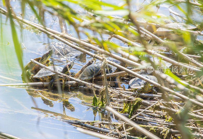 池塘滑块-(Trachemys scripta) Llobregat河，